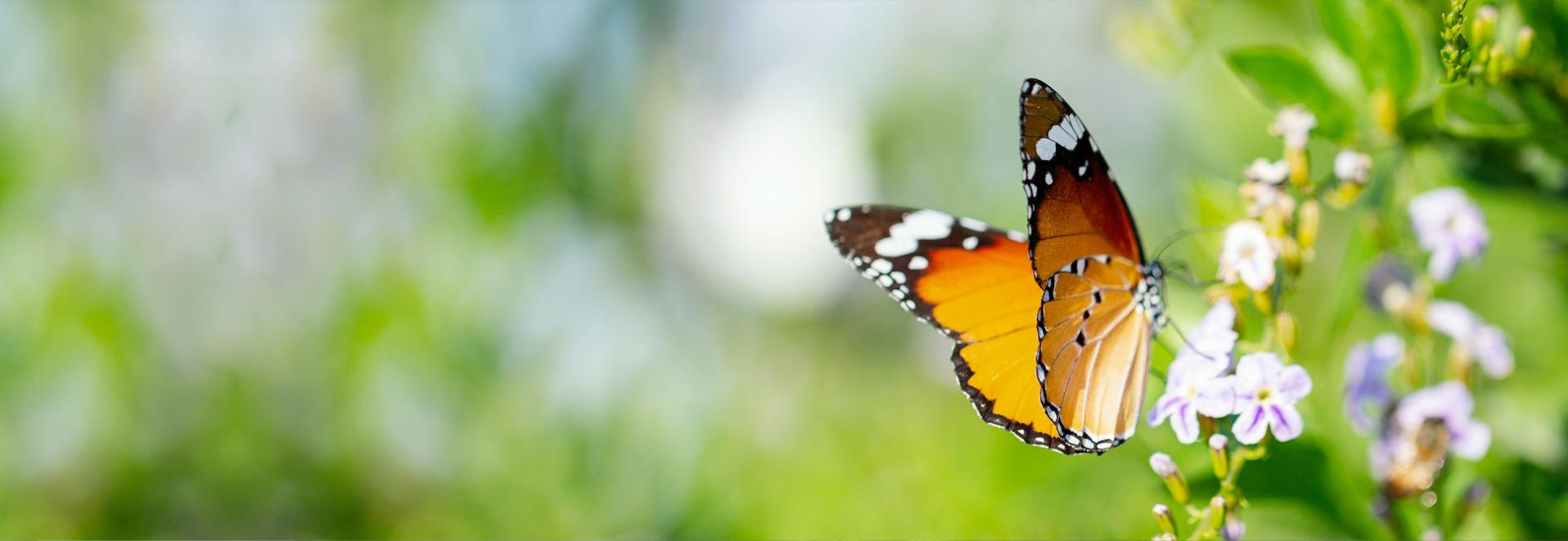 Schmetterling auf Grashalm