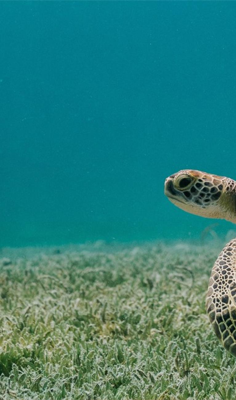 Schildkröte